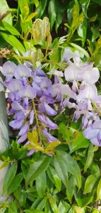 Annelies 04 Blauwe regen